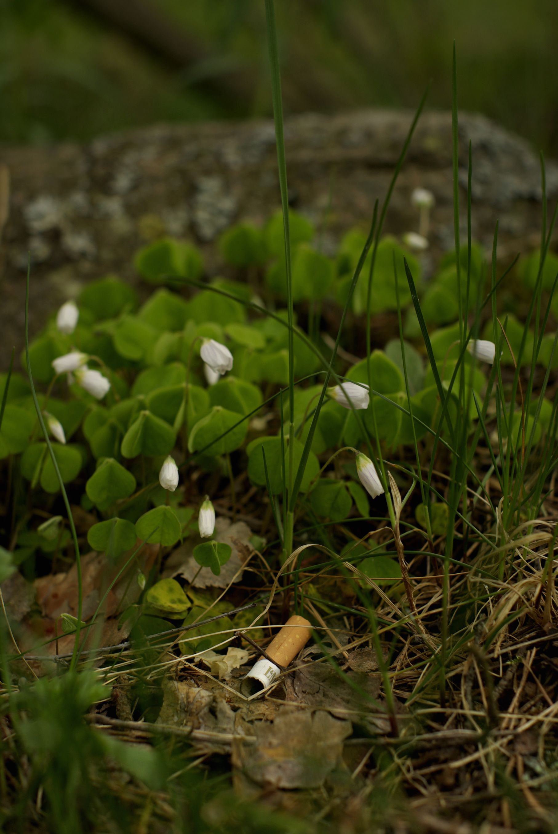 Timo Perl: Oxalis nicotinella